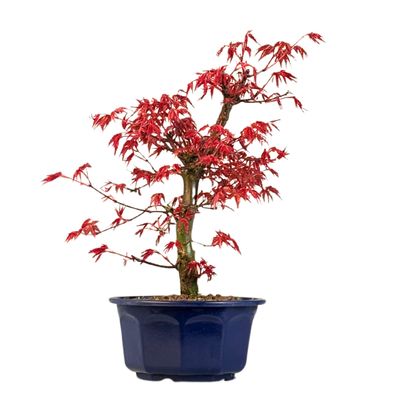 Acer Deshojo - Klon P15