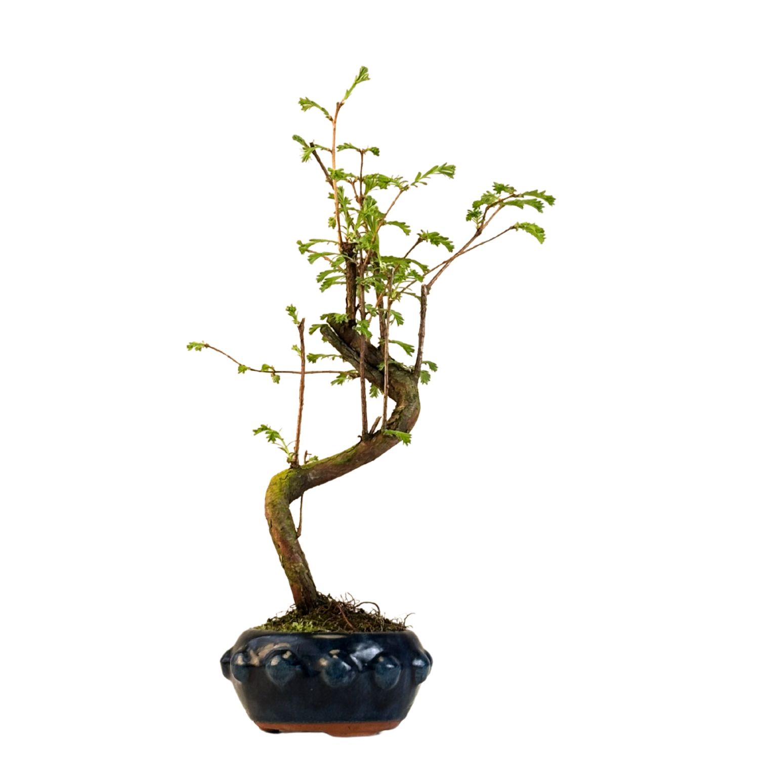 Metasequoia Bonsai P12