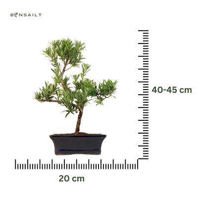 Podocarpus bonsai P20 S