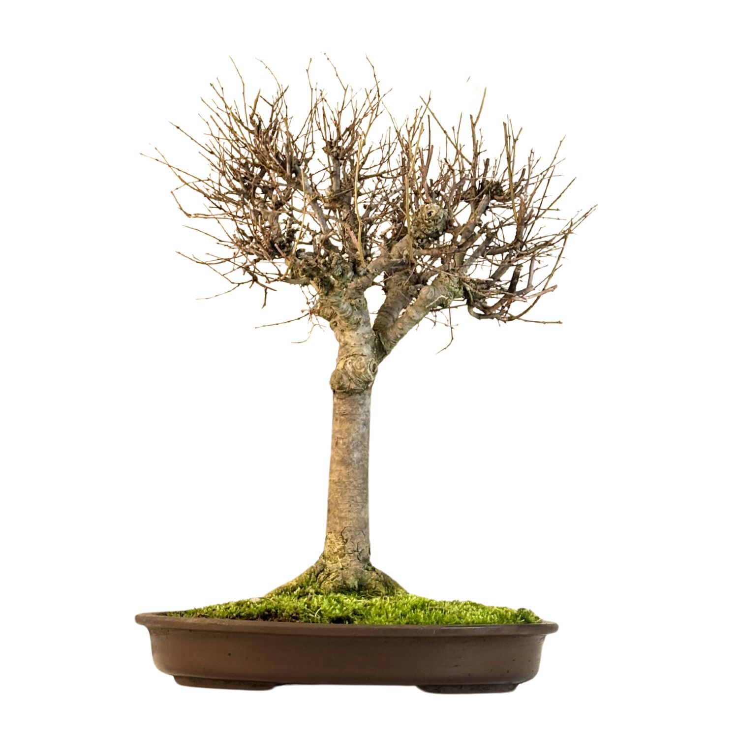 Zelkova Serrata Japoński drzewo bonsai P35