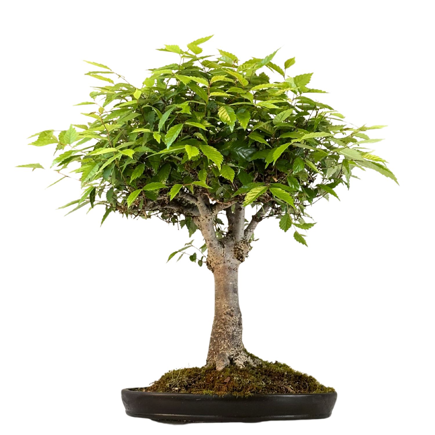 Zelkova Serrata Japoński drzewo bonsai P35