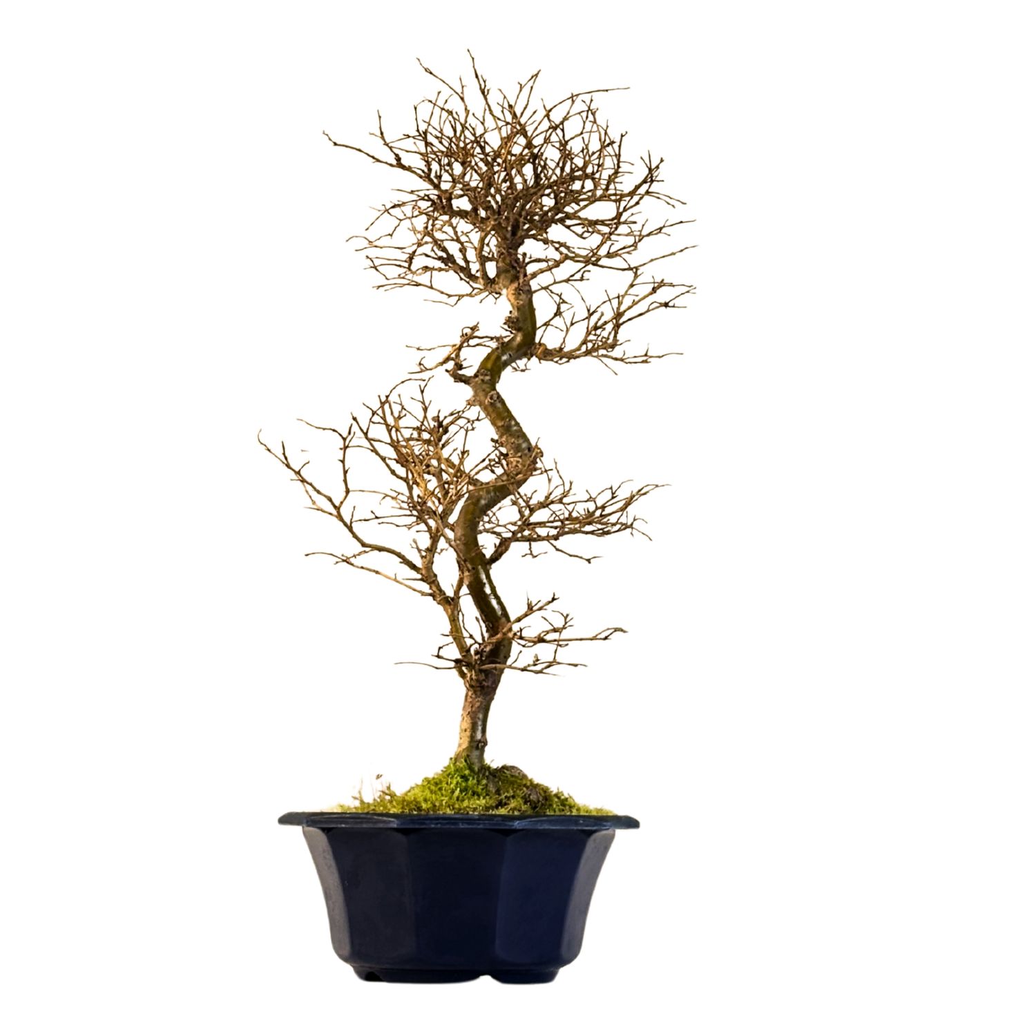 Ulmus parvifolia (Wiąz chiński) bonsai P18