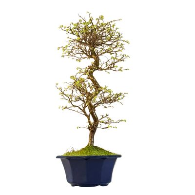 Ulmus parvifolia (Wiąz chiński) bonsai P18