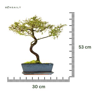Ulmus Parvifolia bonsai (Chinese elm) P30 S