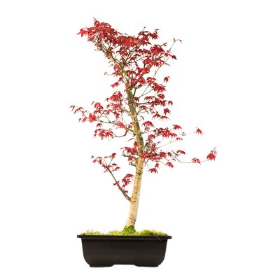 Klon Deshojo Bonsai- Acer Baum P25