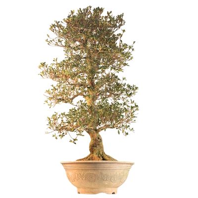 Japońska Satsuki Azalia XL ,,Asuka-no-Homare" P50