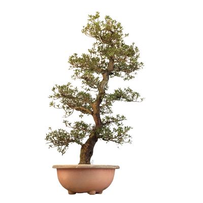 Japońska Satsuki Azalia ,,Momoka" P40