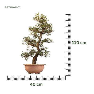 Japońska Satsuki Azalia ,,Momoka" P40