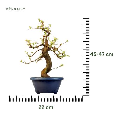 Pigwowiec chiński Bonsai - Pseudocydonia sinesis P22
