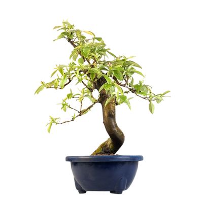 Pigwowiec chiński Bonsai - Pseudocydonia sinesis P22