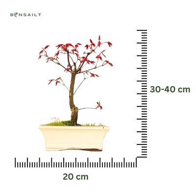 Bonsai Klon japoński Acer Deshojo P20