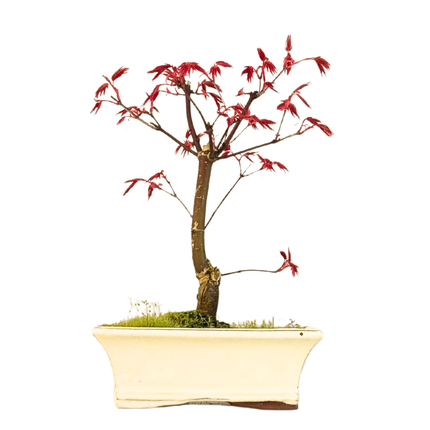 Bonsai Klon japoński Acer Deshojo P20