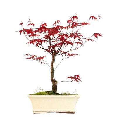 Bonsai Klon japoński Acer Deshojo P20