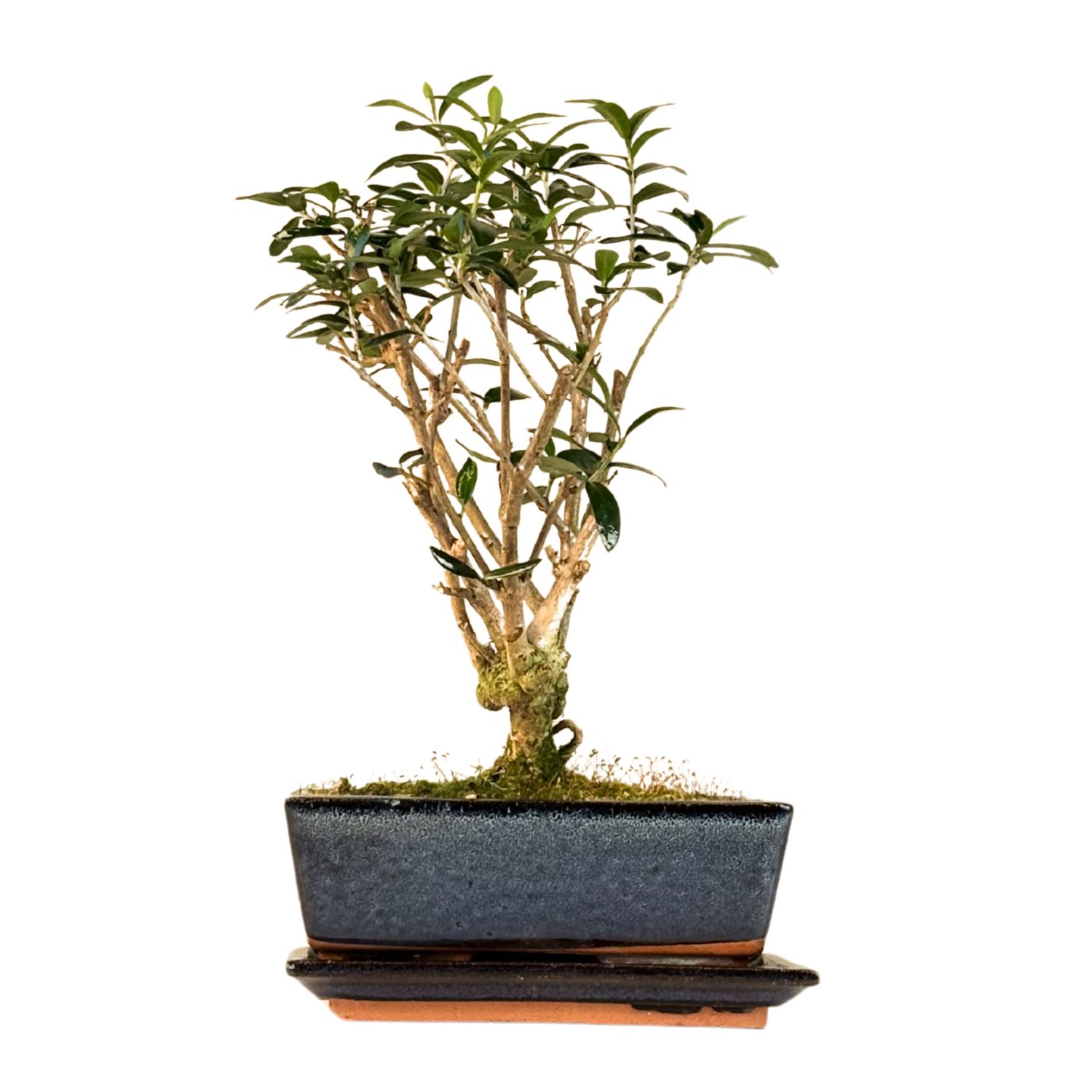 Bonsai Oliwka (Olea europaea) P20