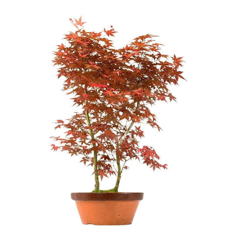 Bonsai Klon japoński Acer Deshojo P30