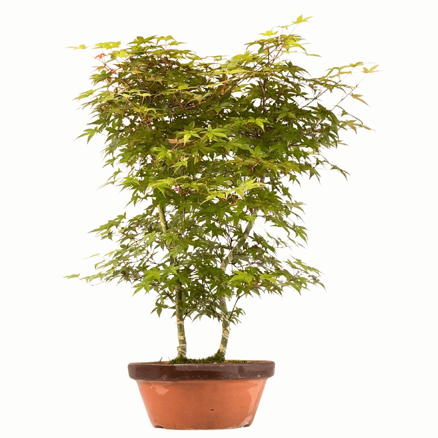 Bonsai Klon japoński Acer Deshojo P30
