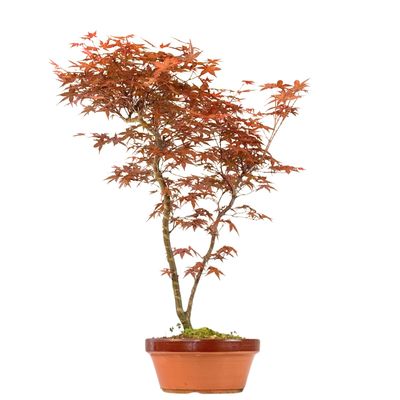 Bonsai Klon japoński Acer Deshojo P20