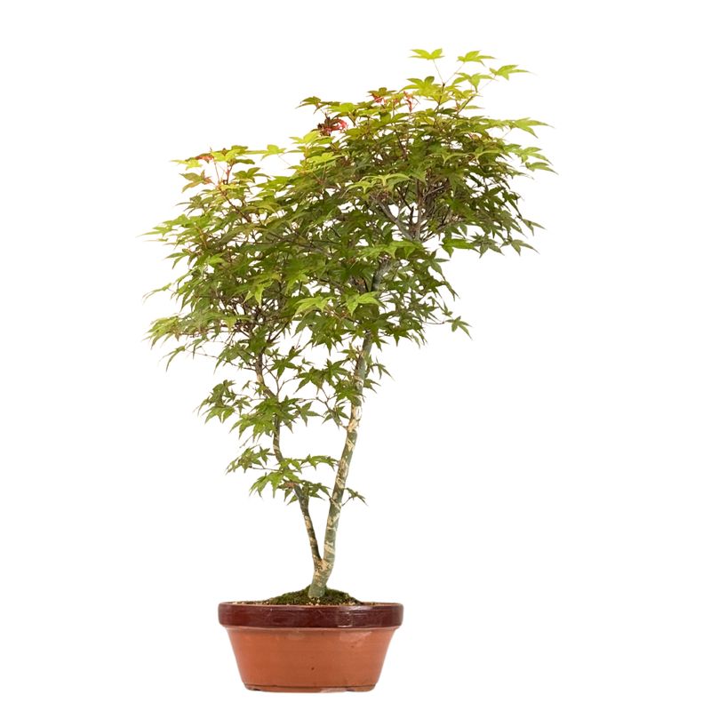 Bonsai Klon japoński Acer Deshojo P20