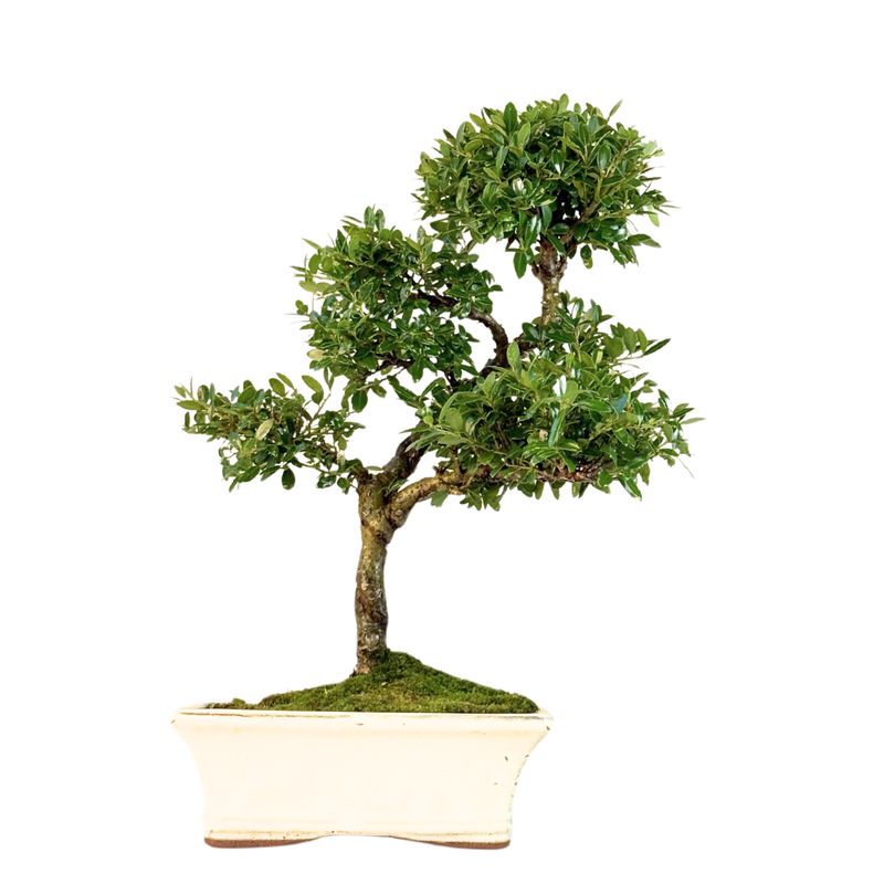 Ostrokrzew karbowany - ilex P20