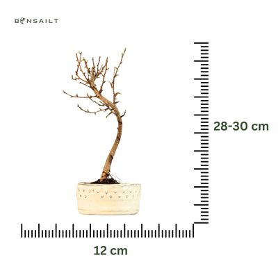 Pseudolarix Bonsai (Modrzew złocisty) P12