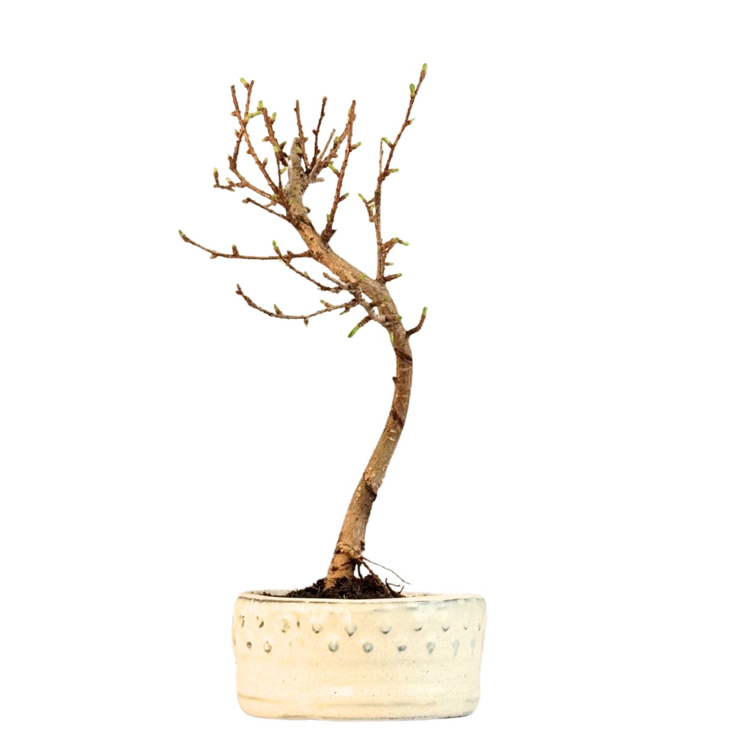 Pseudolarix Bonsai (Modrzew złocisty) P12