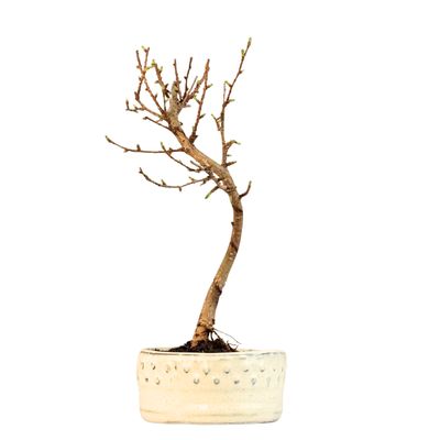 Pseudolarix Bonsai (Modrzew złocisty) P12