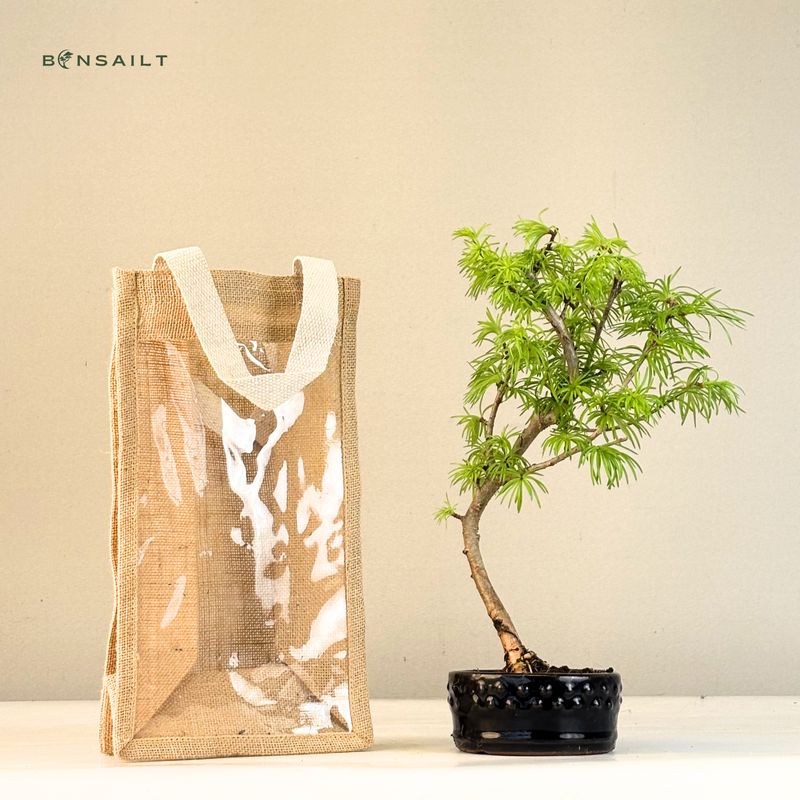 Pseudolarix Bonsai (Modrzew złocisty) P12
