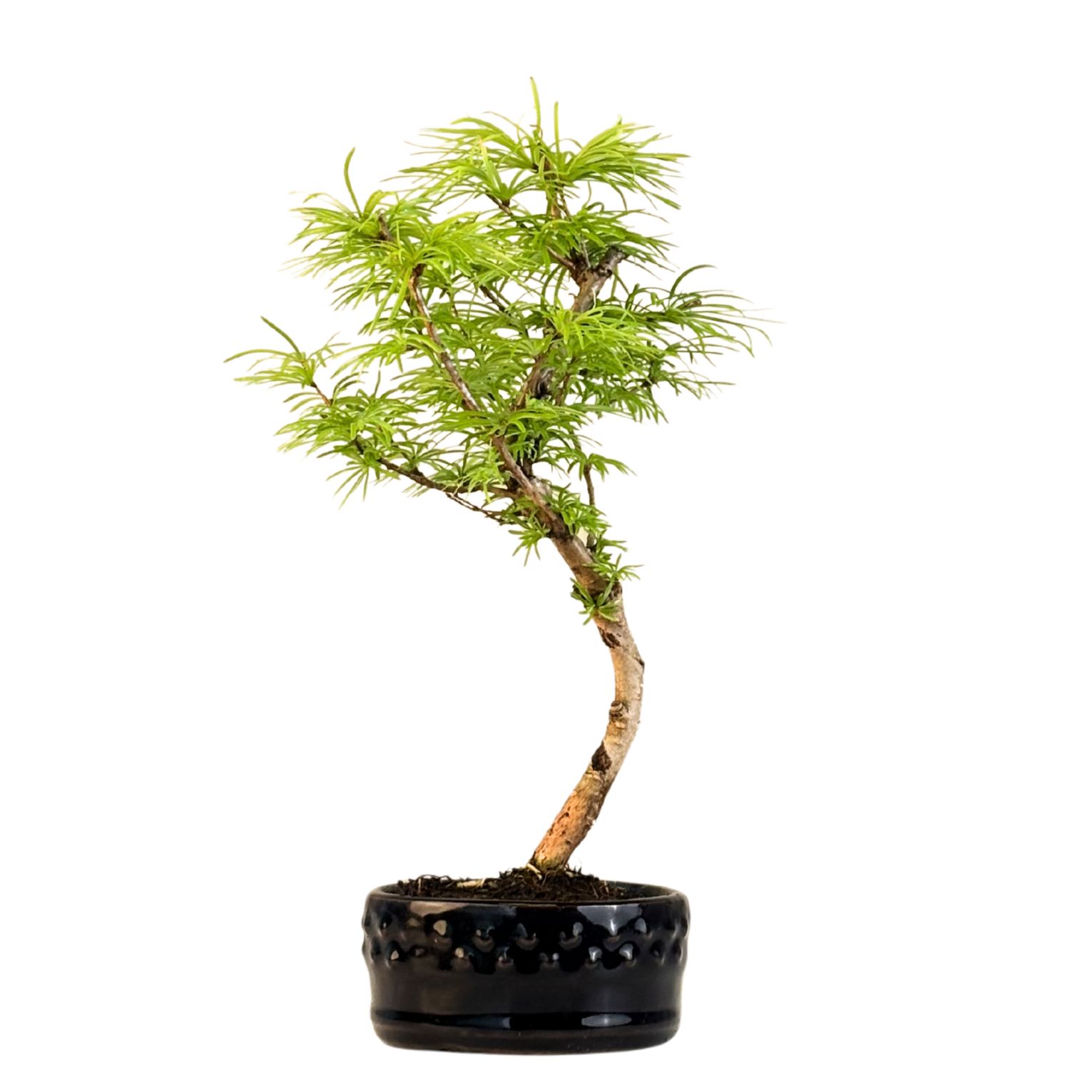 Pseudolarix Bonsai (Modrzew złocisty) P12