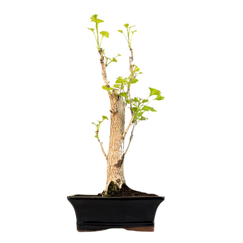 Ginkgo Biloba bonsai P20