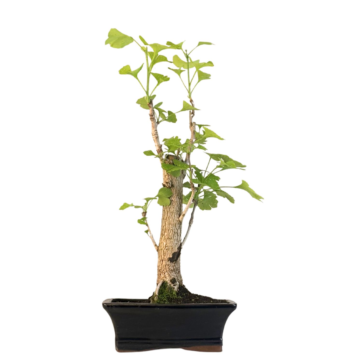 Ginkgo Biloba bonsai P20