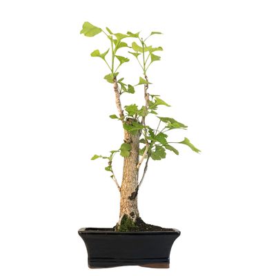 Ginkgo Biloba bonsai P20