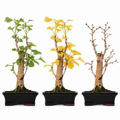 Ginkgo Biloba bonsai P20