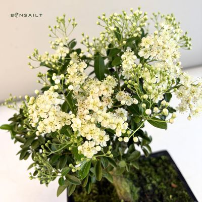 Ognik bonsai (Pyracantha)  P20