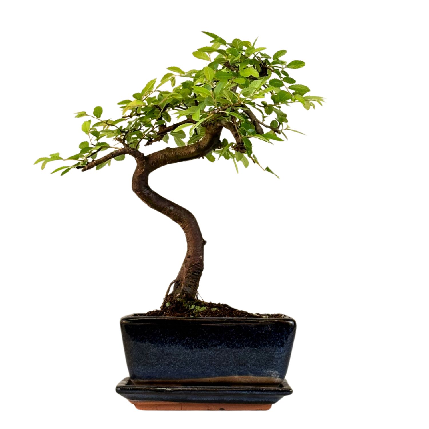 Ulmus Parvifolia bonsai (Chinese elm)  P15 S