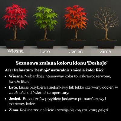 Bonsai Klon japoński Acer Deshojo P25