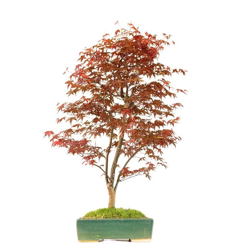 Bonsai Klon japoński Acer Deshojo P25
