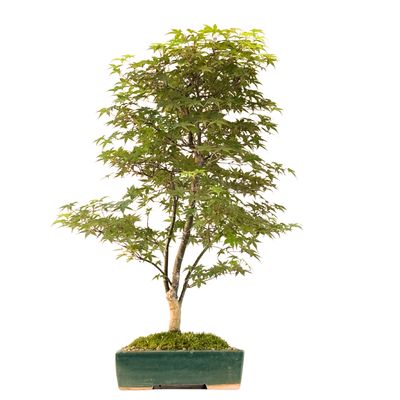 Bonsai Klon japoński Acer Deshojo P25