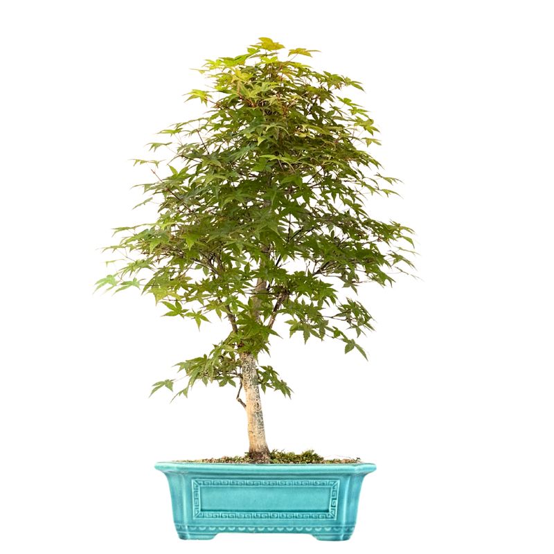 Bonsai Klon japoński Acer Deshojo P32