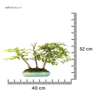 Grab Bonsai Carpinus P40 x3