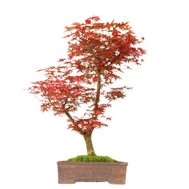 Bonsai Klon japoński Acer Deshojo P30