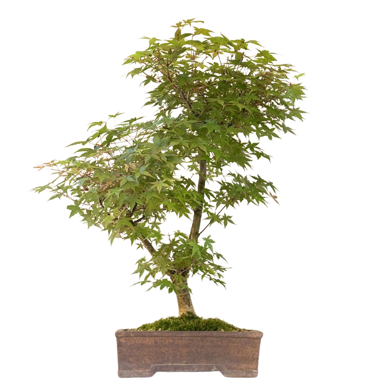 Bonsai Klon japoński Acer Deshojo P30