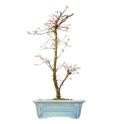 Bonsai Klon japoński Acer Deshojo P32