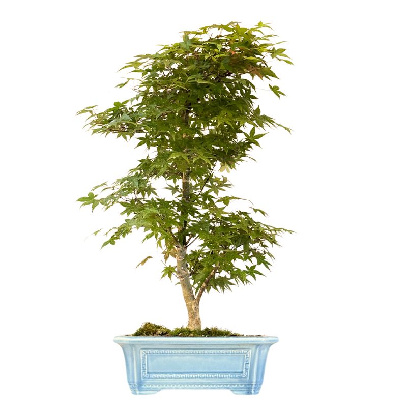 Bonsai Klon japoński Acer Deshojo P32