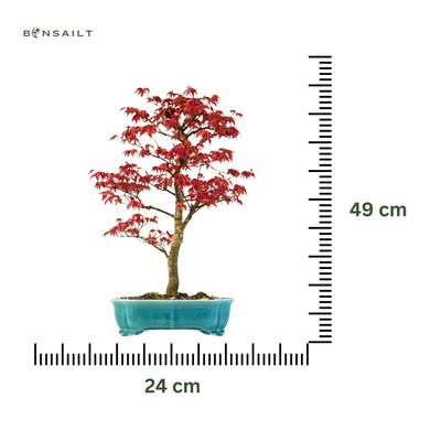 Bonsai Klon japoński Acer Deshojo P24