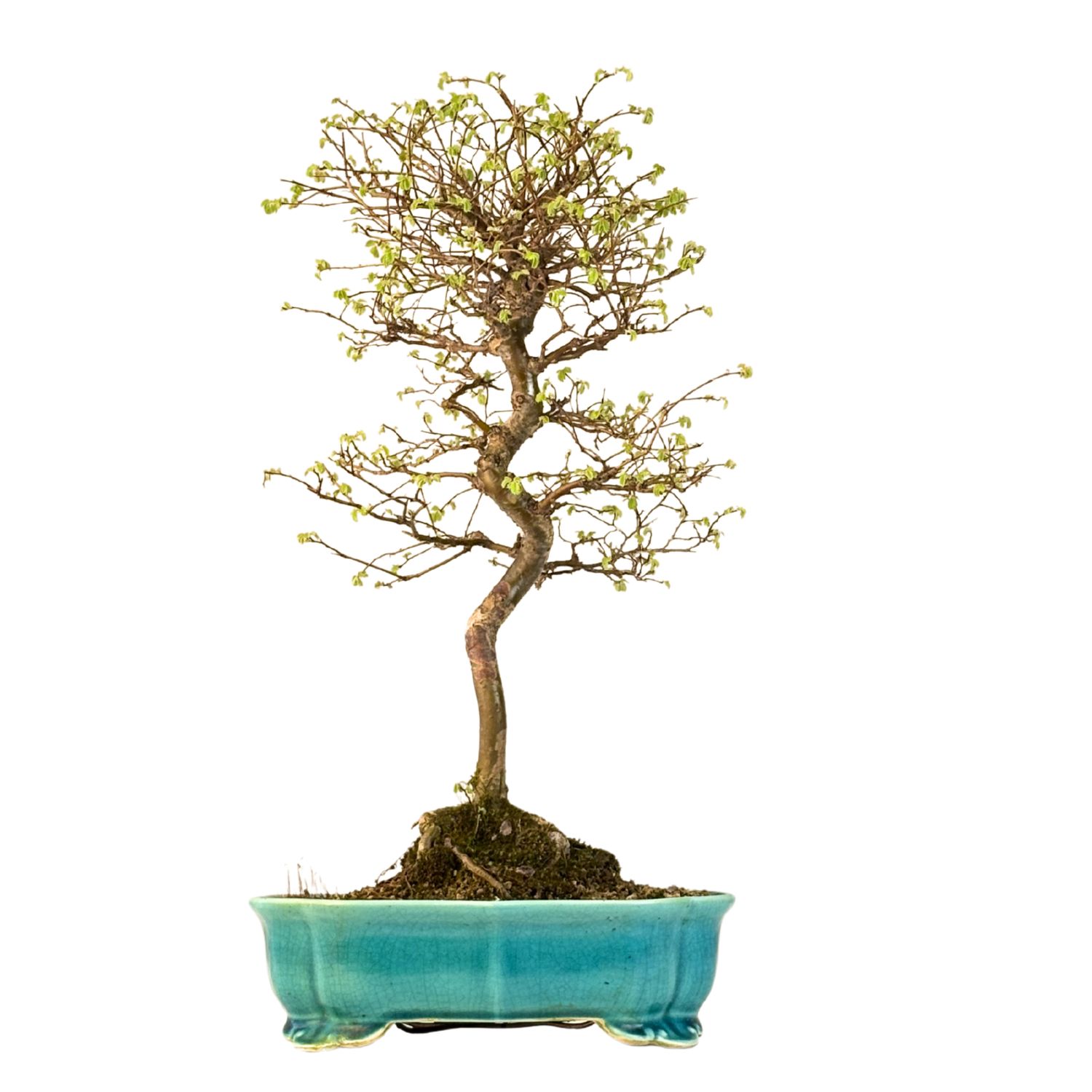 Ulmus parvifolia (Wiąz chiński) bonsai P25