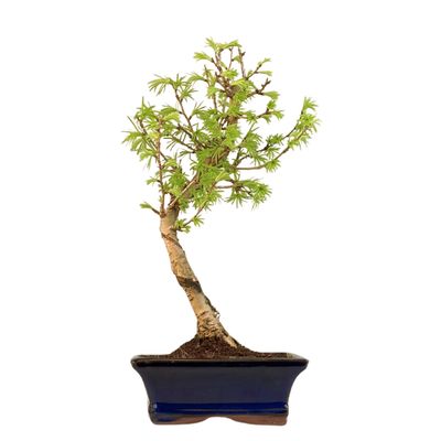 Pseudolarix Bonsai (Modrzew złocisty) P15