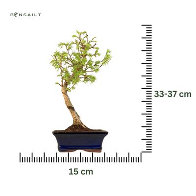 Pseudolarix Bonsai (Modrzew złocisty) P15