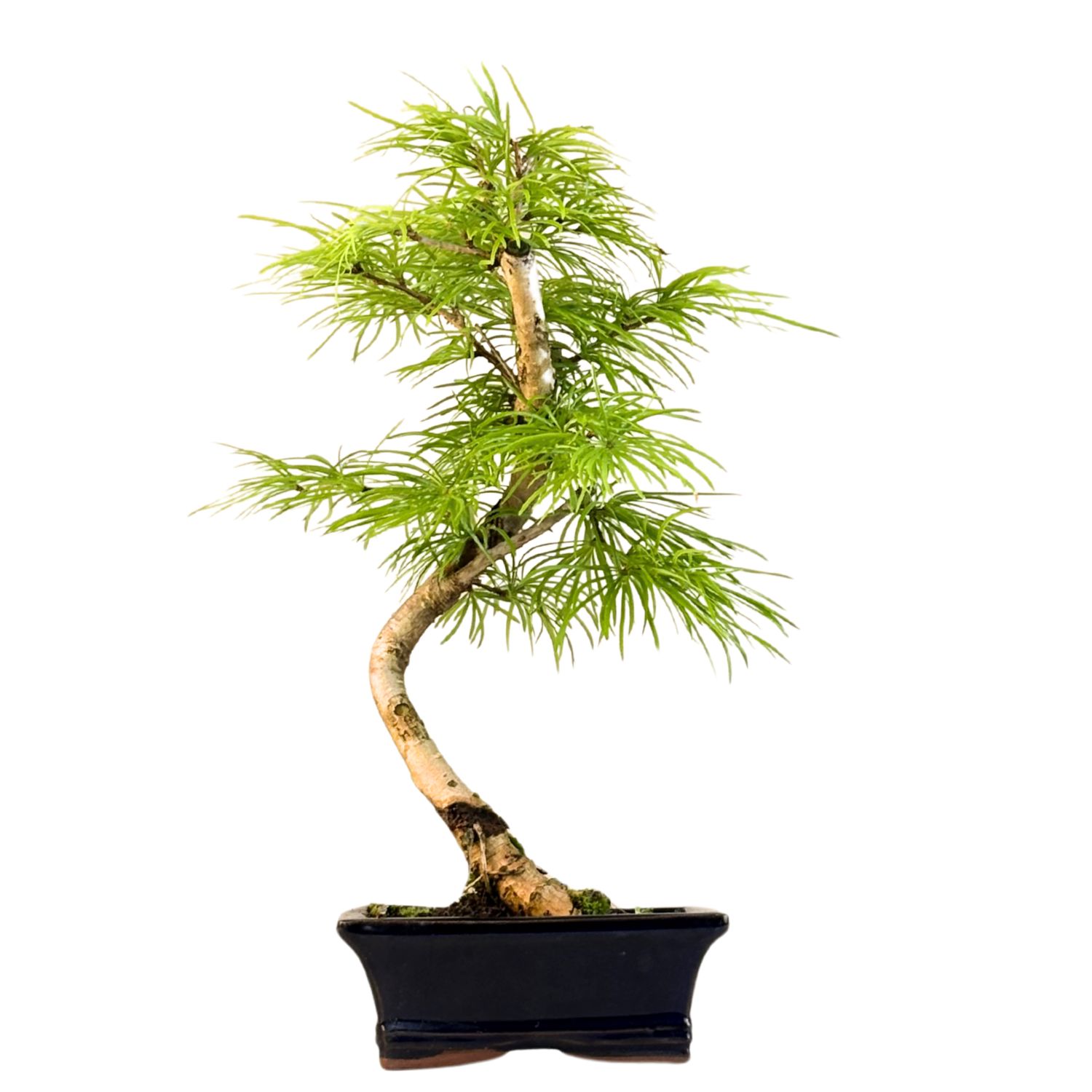 Pseudolarix Bonsai (Modrzew złocisty) P15