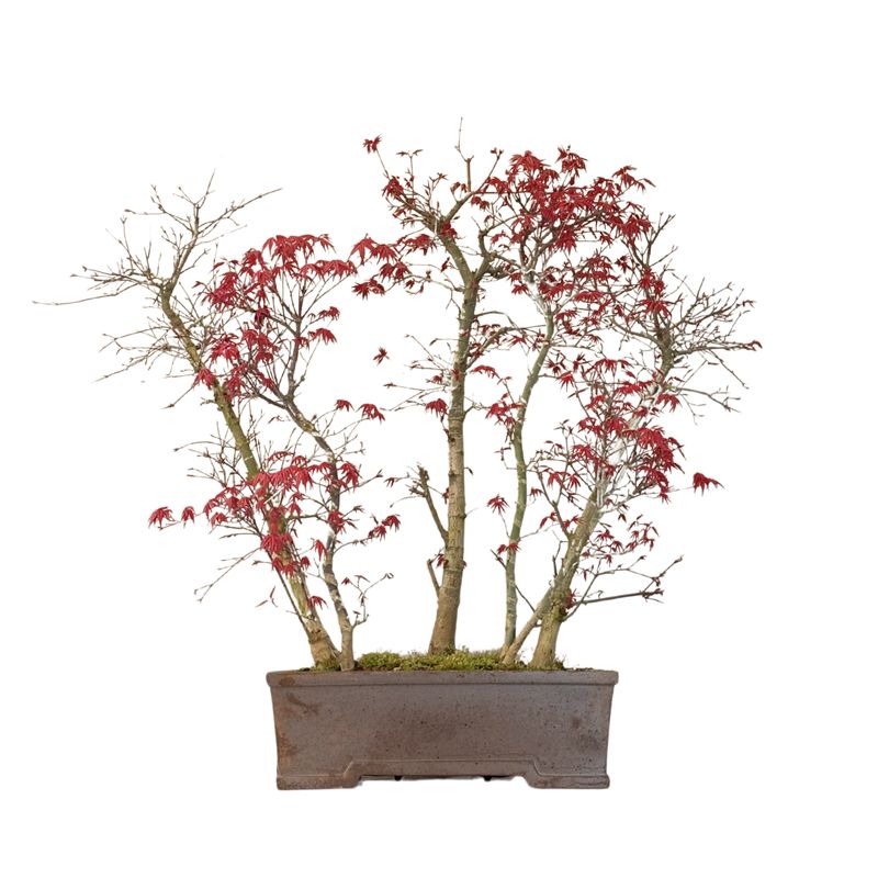 Bonsai Klon japoński Acer Deshojo Las P38
