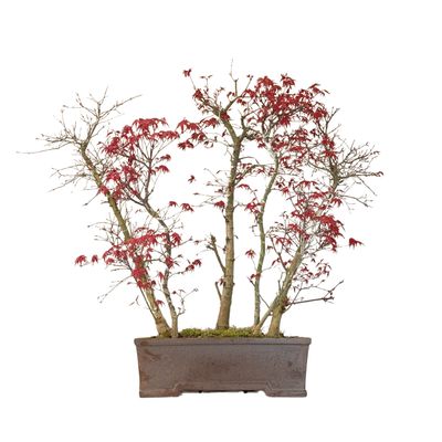 Bonsai Klon japoński Acer Deshojo Las P38
